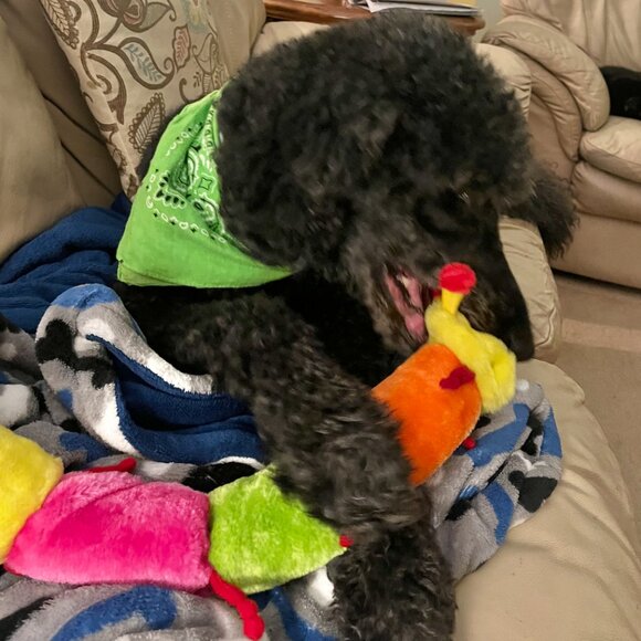 NWT ZippyPaws Squeaky Caterpillar Dog Toy- colorblock- Med/Large Dogs - Picture 7 of 7